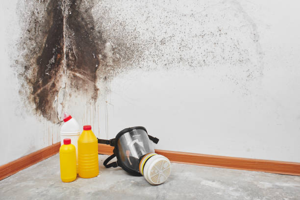 Best Mold Odor Removal Services  in Falling Water, TN